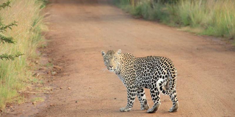 AITM Band算法透明度：电子摇滚音乐生成中的黑箱困境与可解释性革命